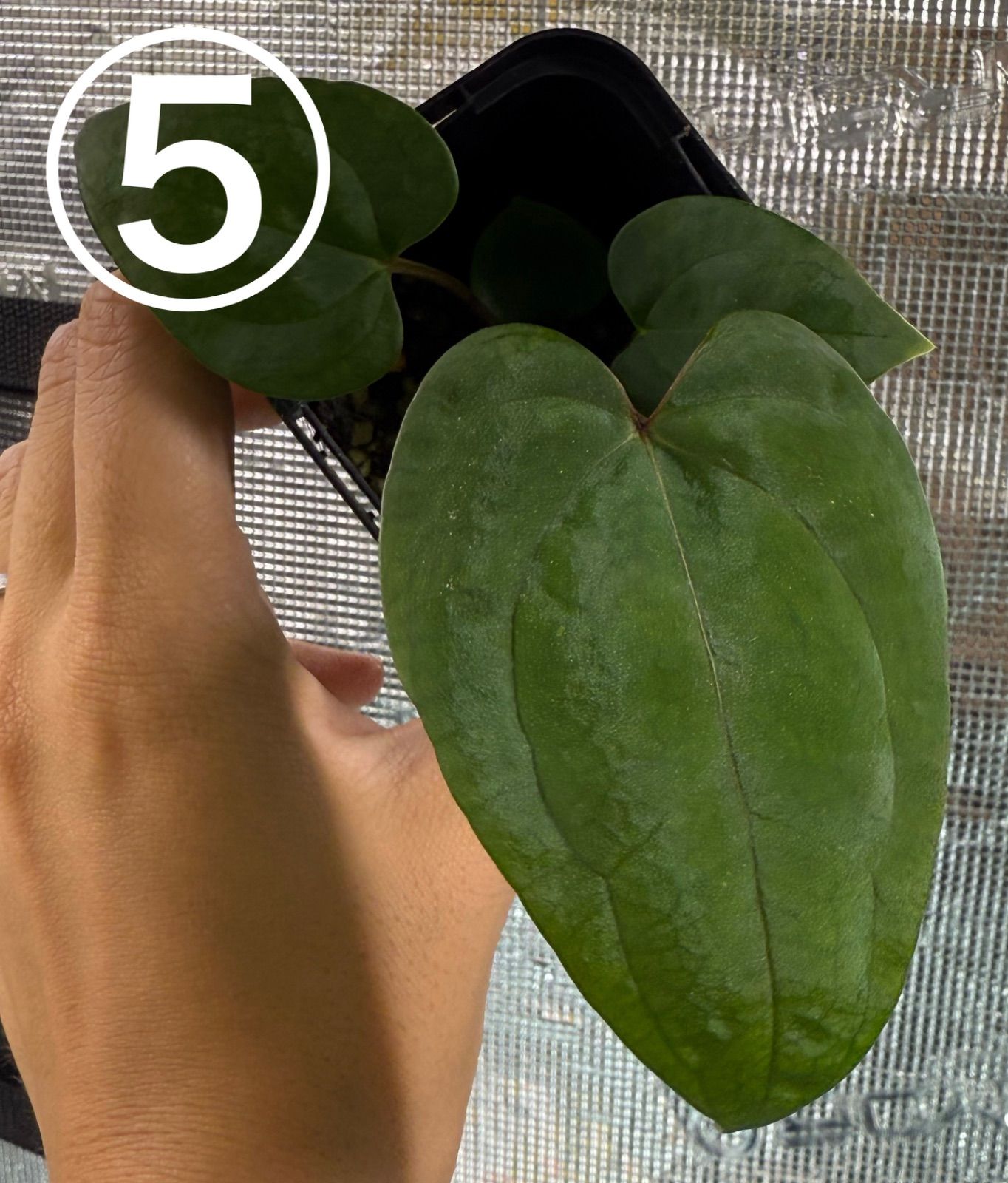 Anthuroom】Anthurium 'Red Spider' (clone) x papillilaminum 'A+