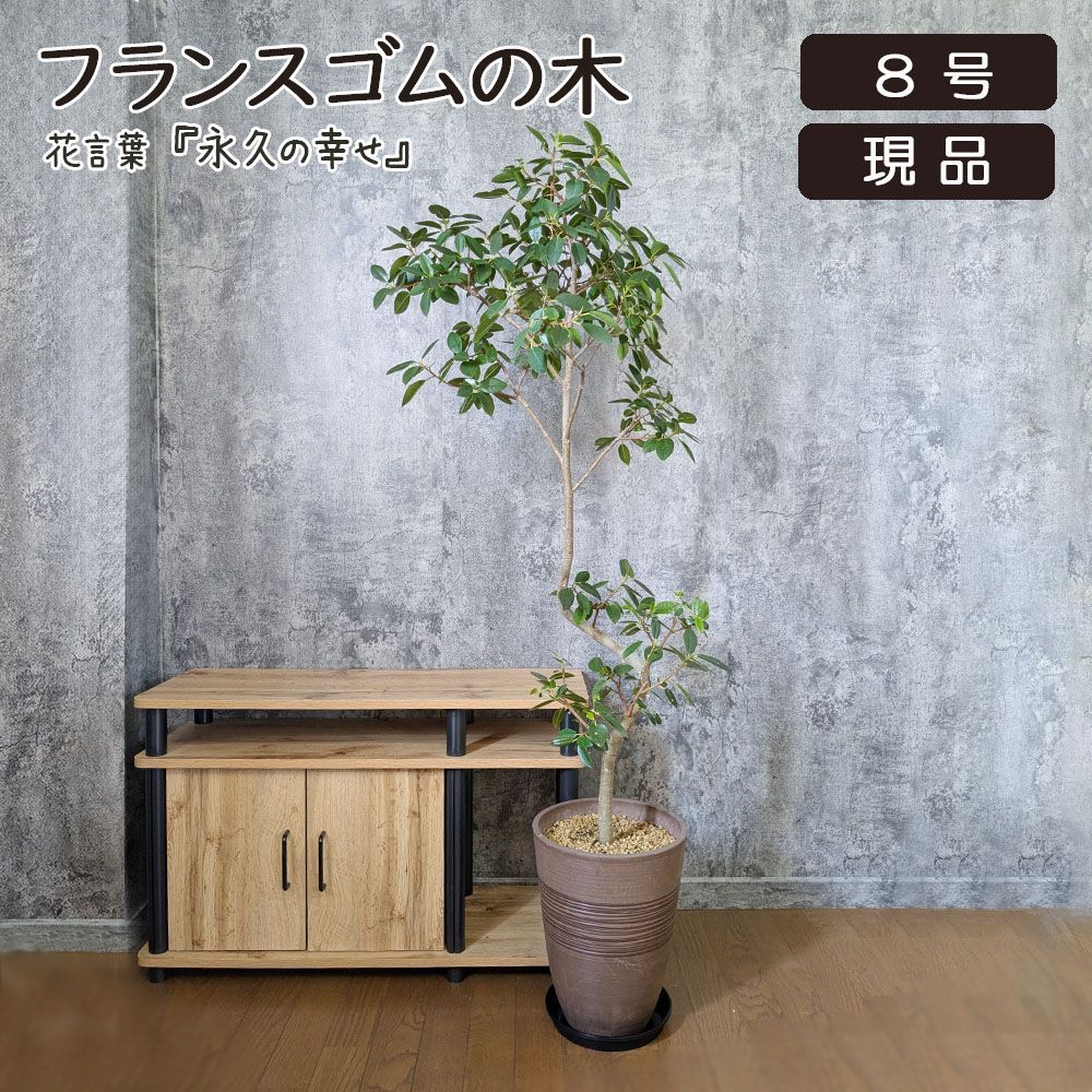 観葉植物 敬老 ゴムの木 フランスゴム フィカス 【現品】 8号 茶