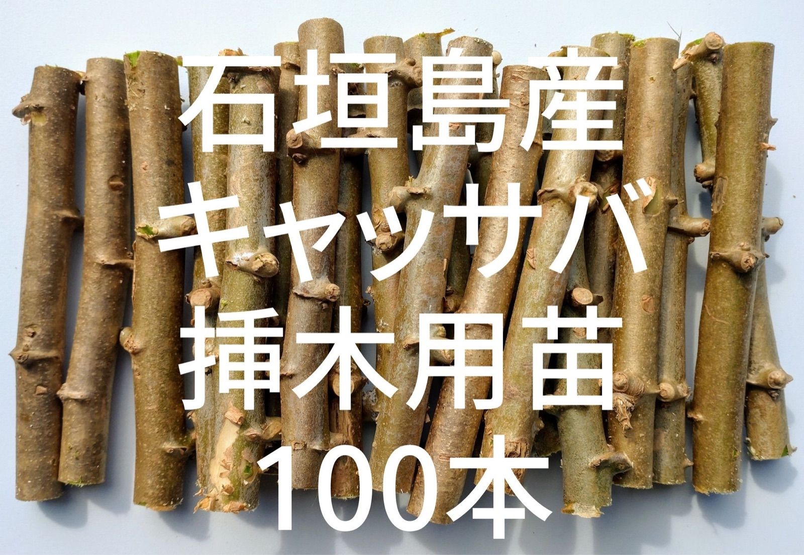 ☆キャッサバ挿木用苗木100本入り☆(黄色系スイート種)・沖縄県石垣島産-