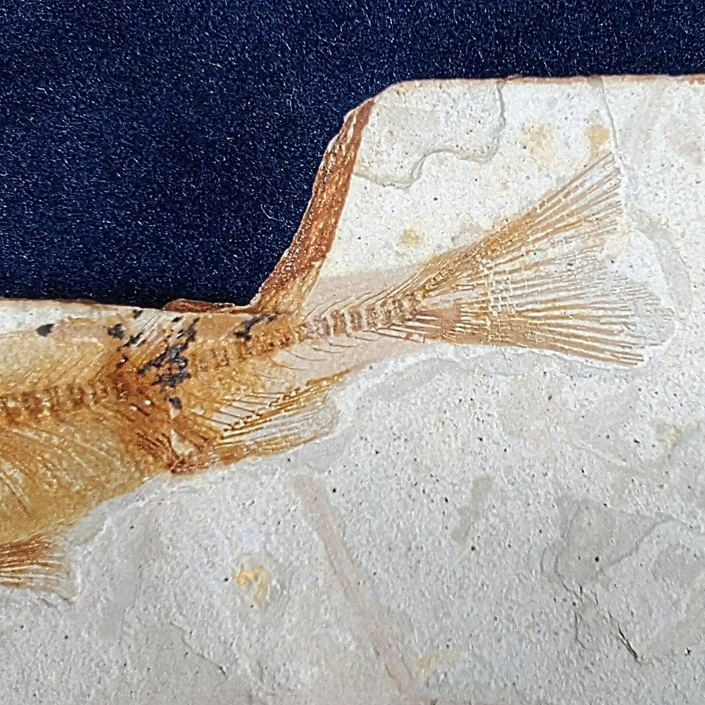 中国/遼寧省/熱河層群産・1億年前の古代魚リコプテラ魚の化石】 - メルカリ