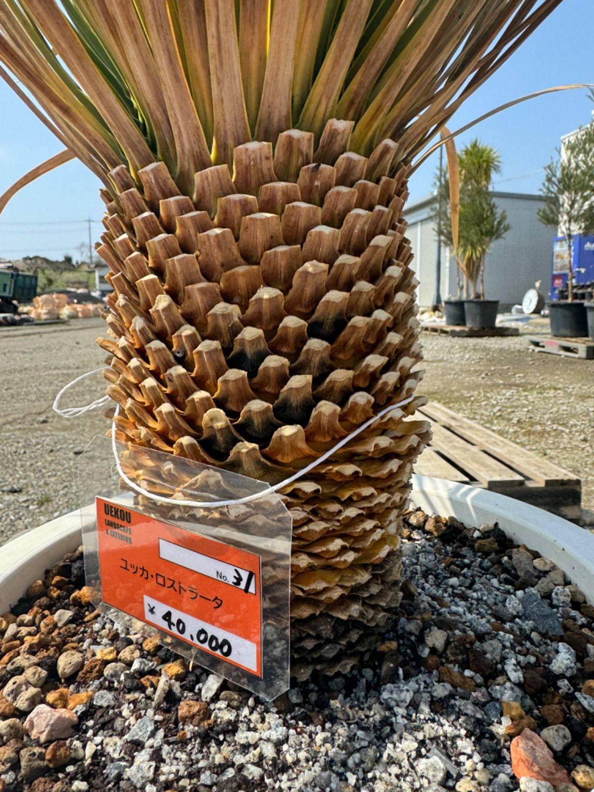 ユッカ ロストラータ 004【幹立ち】 Yucca Rostrata | Sunny Branch