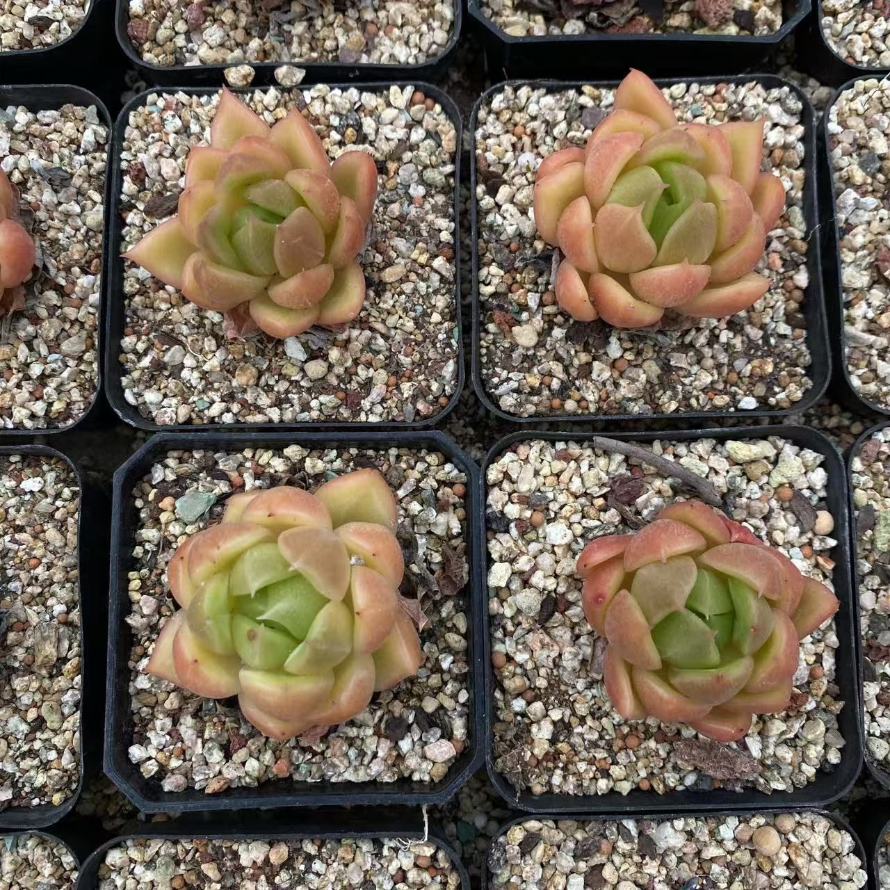 多肉植物 韓国苗 マルガンクイーン 抜き苗