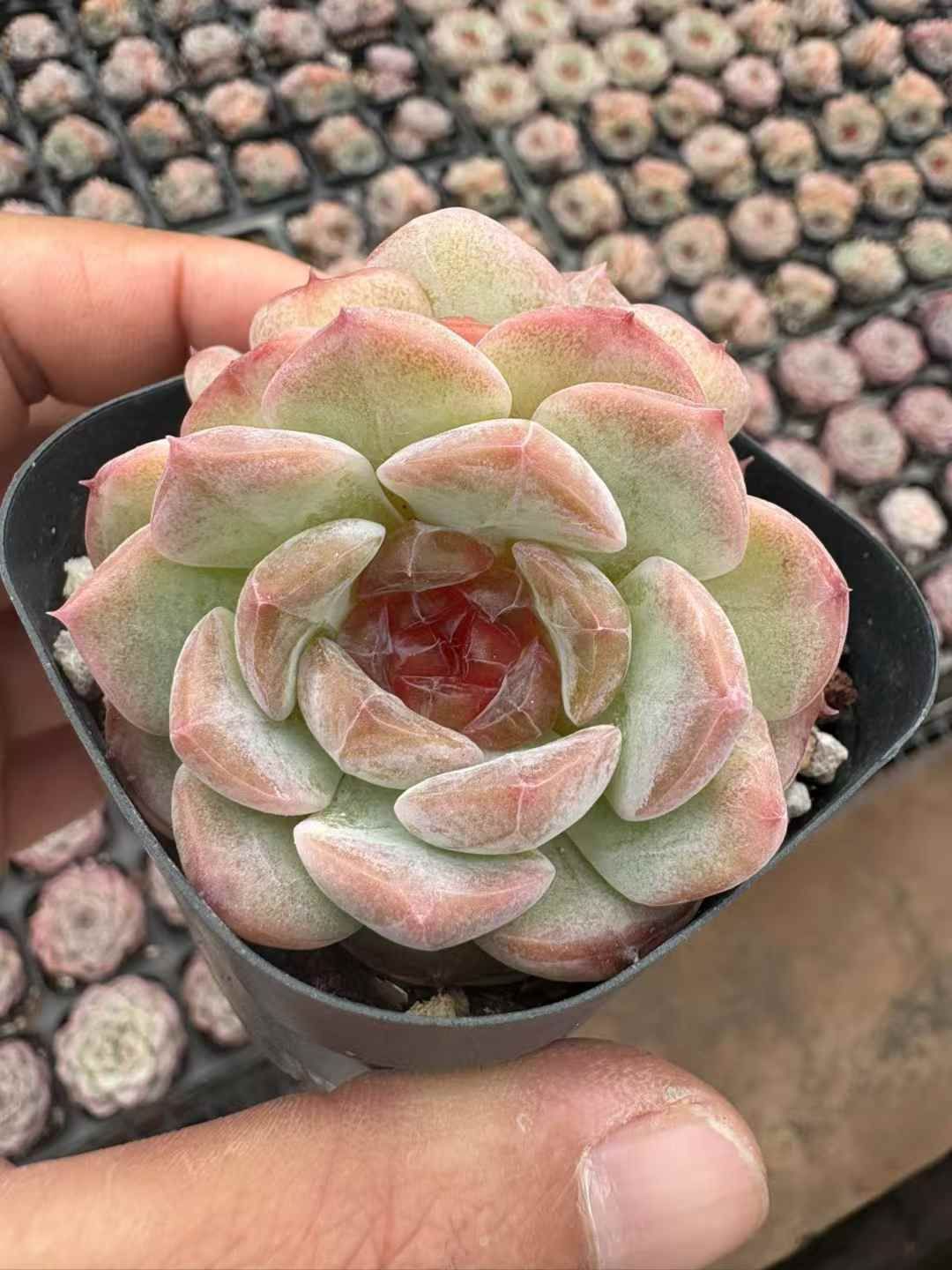 50株の抜き苗セット アイスハート2頭 多肉植物 佐川急便発送 エケベリア 韓国苗 XJB645