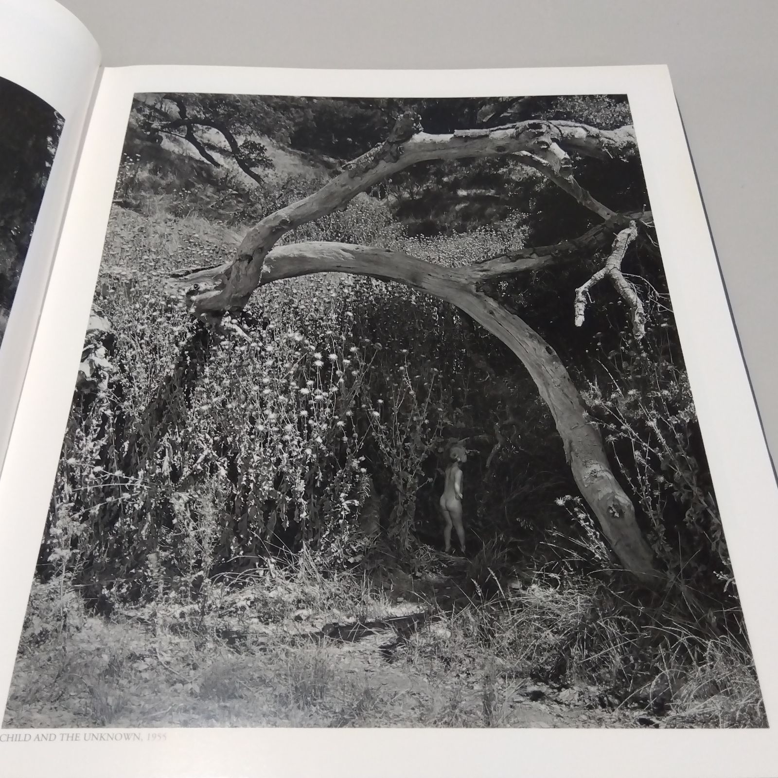 Wynn Bullock: The Enchanted Landscape Photographs 1940-1975 - メルカリ