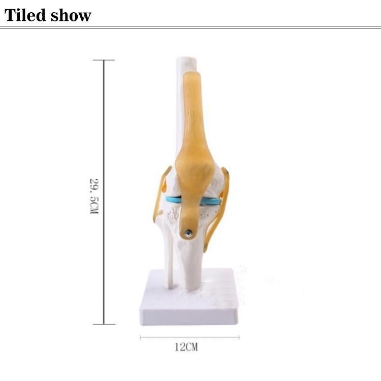 膝関節 模型 膝模型 人体模型 大腿骨 脛骨 腓骨 関節モデル 膝蓋 膝関節 模型 膝模型 人体模型 大腿骨 脛骨 腓骨 関節モデル 膝蓋