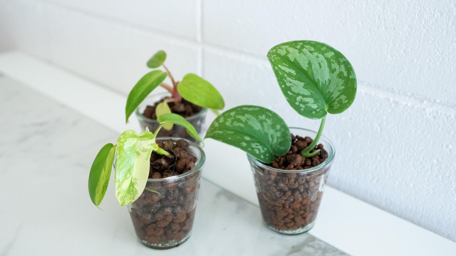 40L ハイドロボール 中粒 柴田園芸刃物 WWW_OLIVIERBERNSTEIN_COM