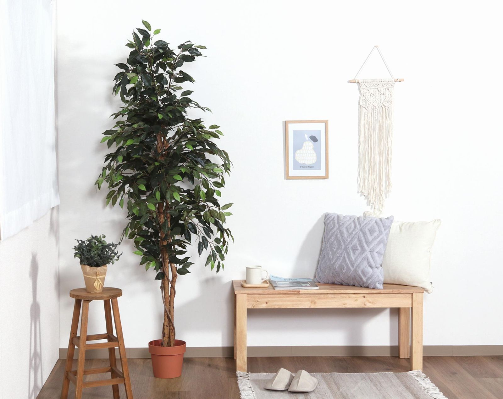 観葉植物 フィカス 1124 A 本物 52662 不二貿易