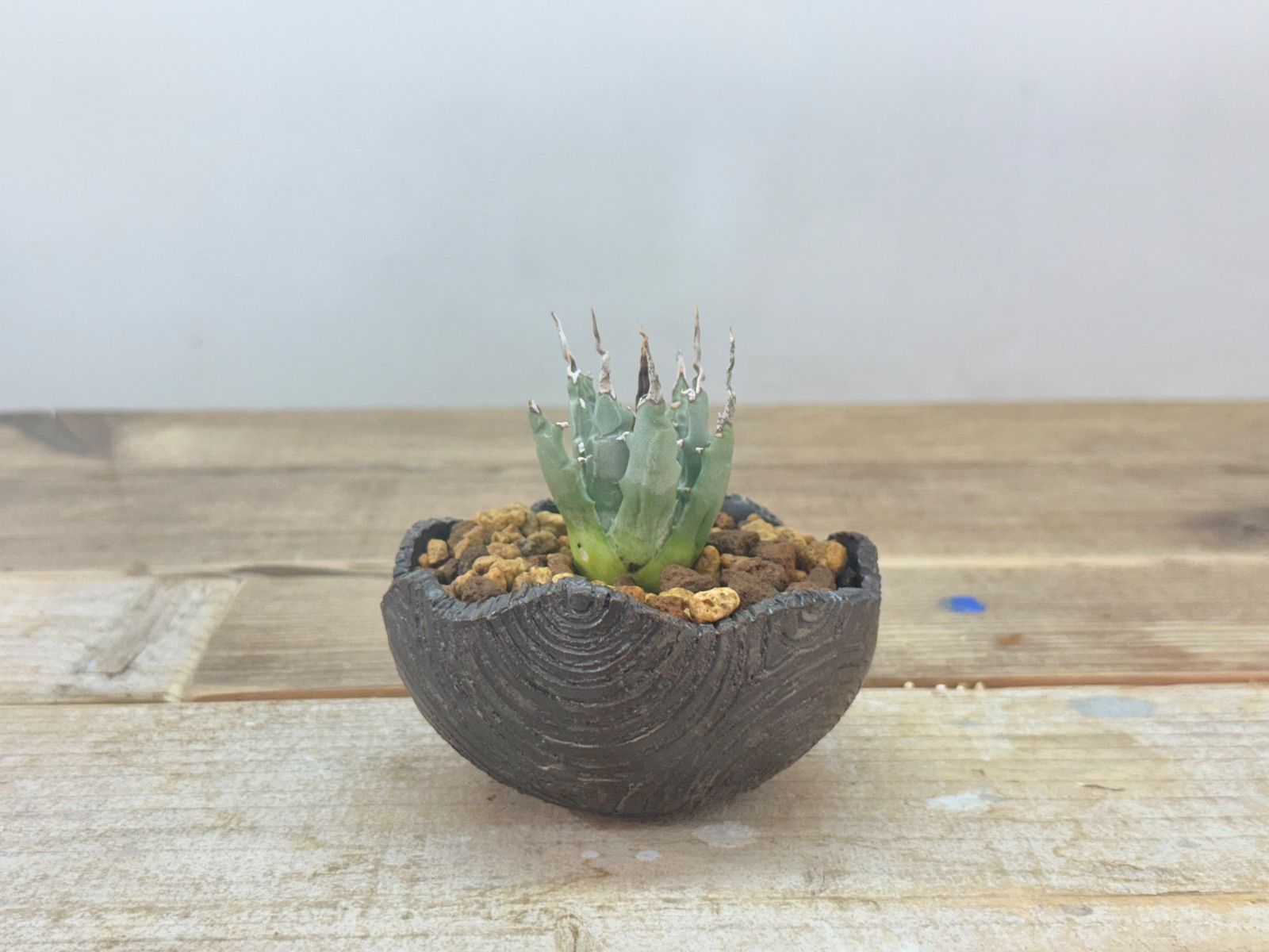 エボリスピナ 現地株 発根済個体3鉢セット エボリスピナ 現地株 発根済