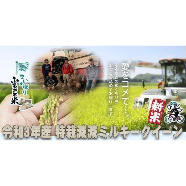 ミルキークイーン 玄米