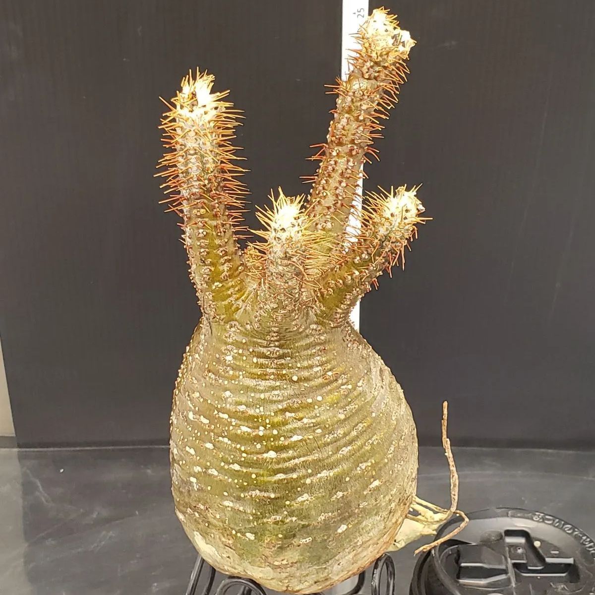 F060【最新到着】Pachypodium グラキリス（M）（現地球・抜き苗）【塊根植物】 - メルカリ