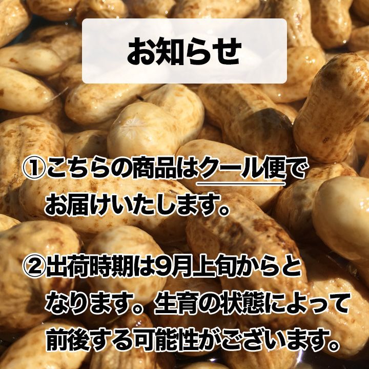 ゆで落花生用 生落花生おおまさり 1kg　令和6年産  洗浄済