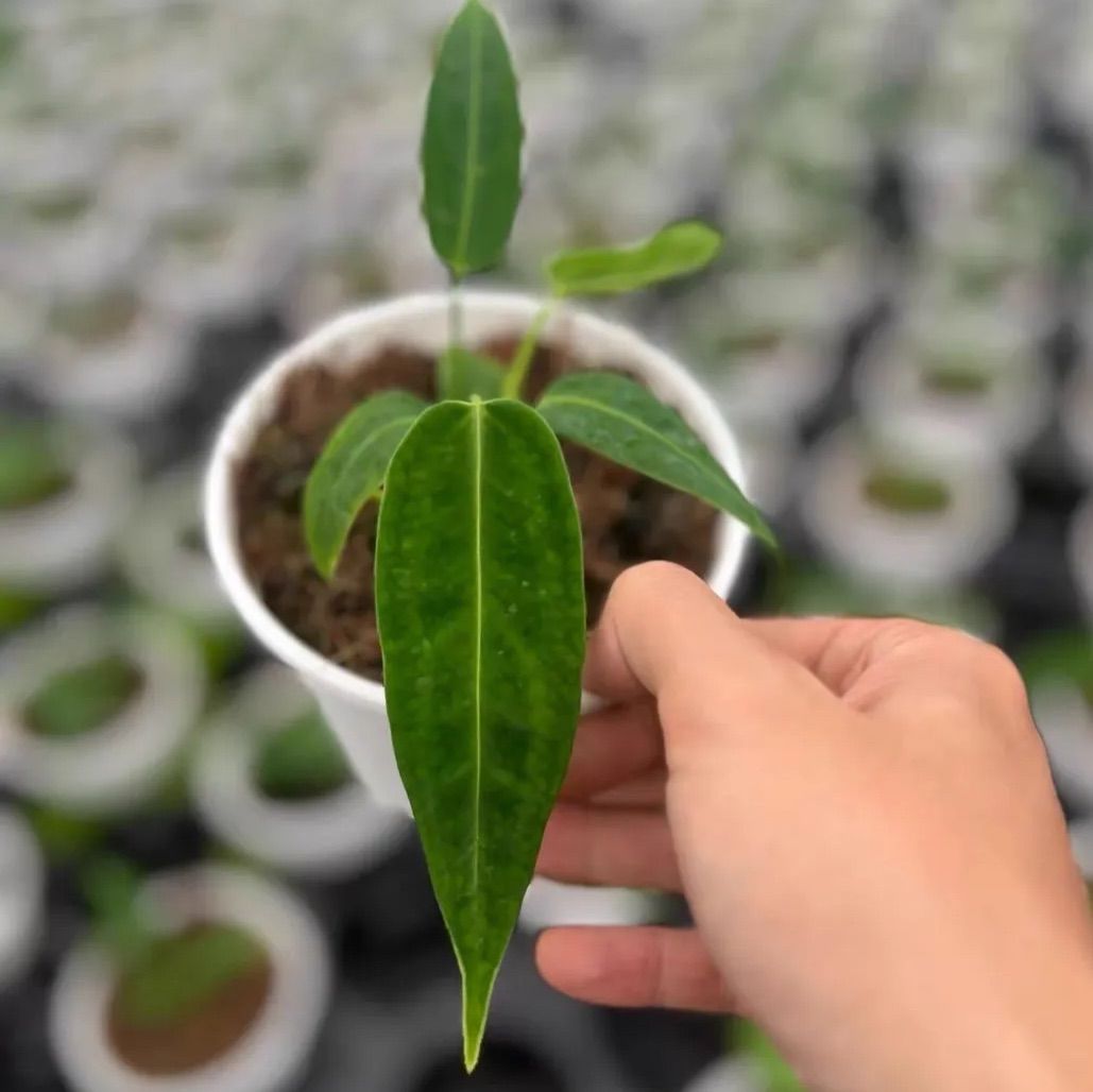 アンスリウム ワロクアーナム - メルカリ