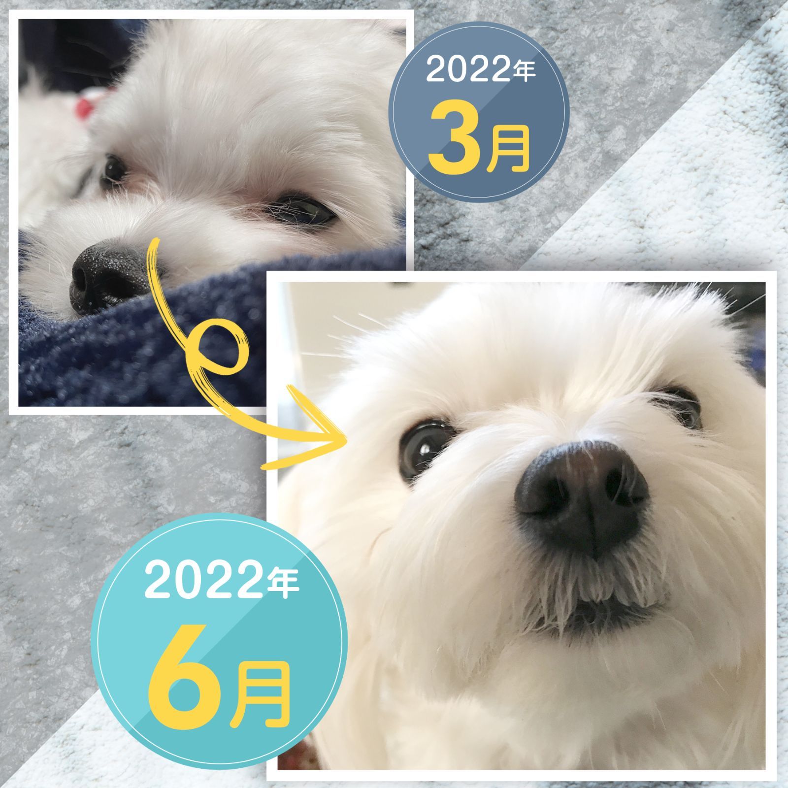 フムスキンウォーター 新品未開封】モアモットフムスキンウォーター3