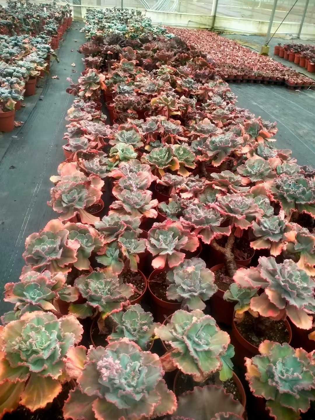 新発売 8株セット ディックライト 抜き苗 多肉植物 佐川急便発送