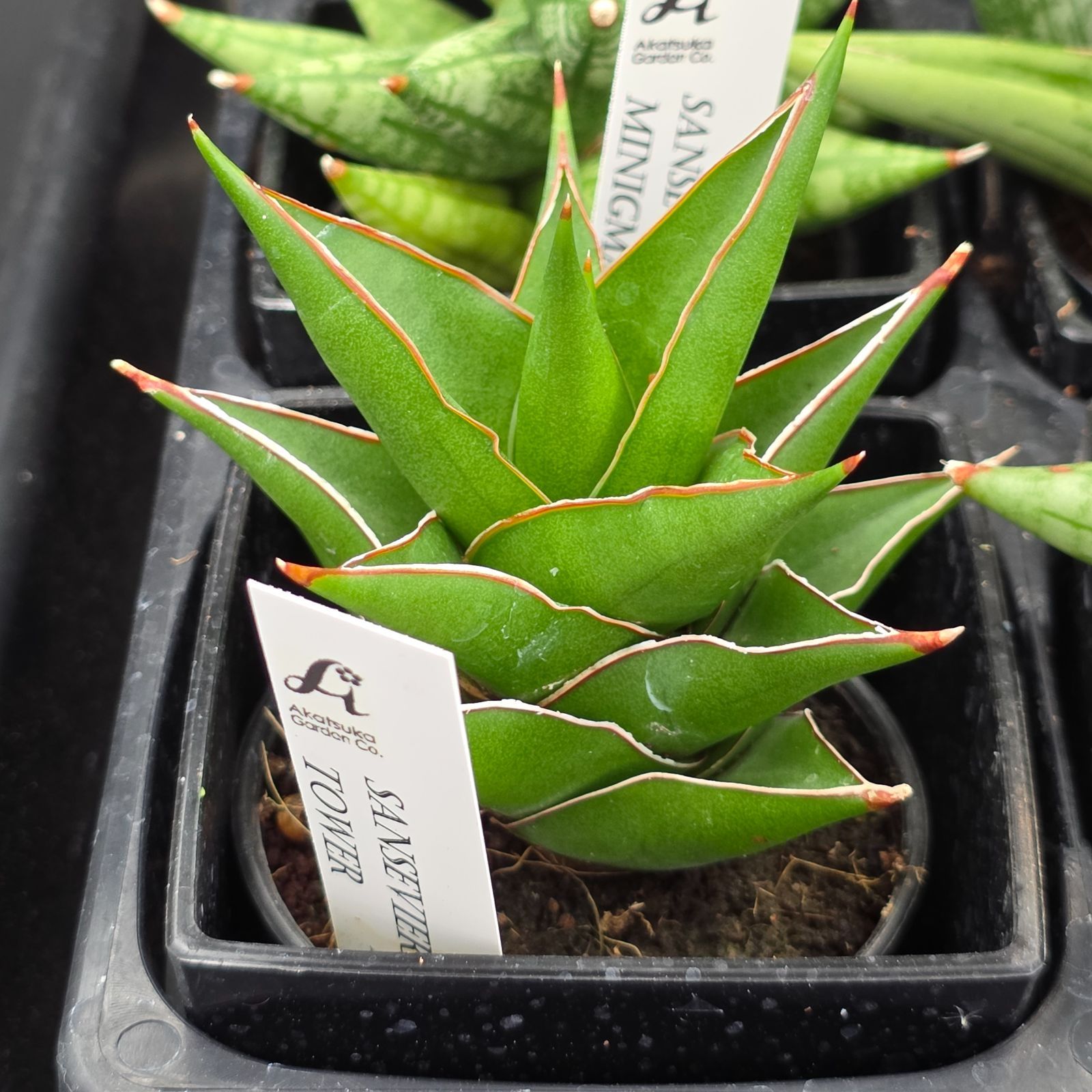 サンスベリア 希少種12品種アソートセット - メルカリ
