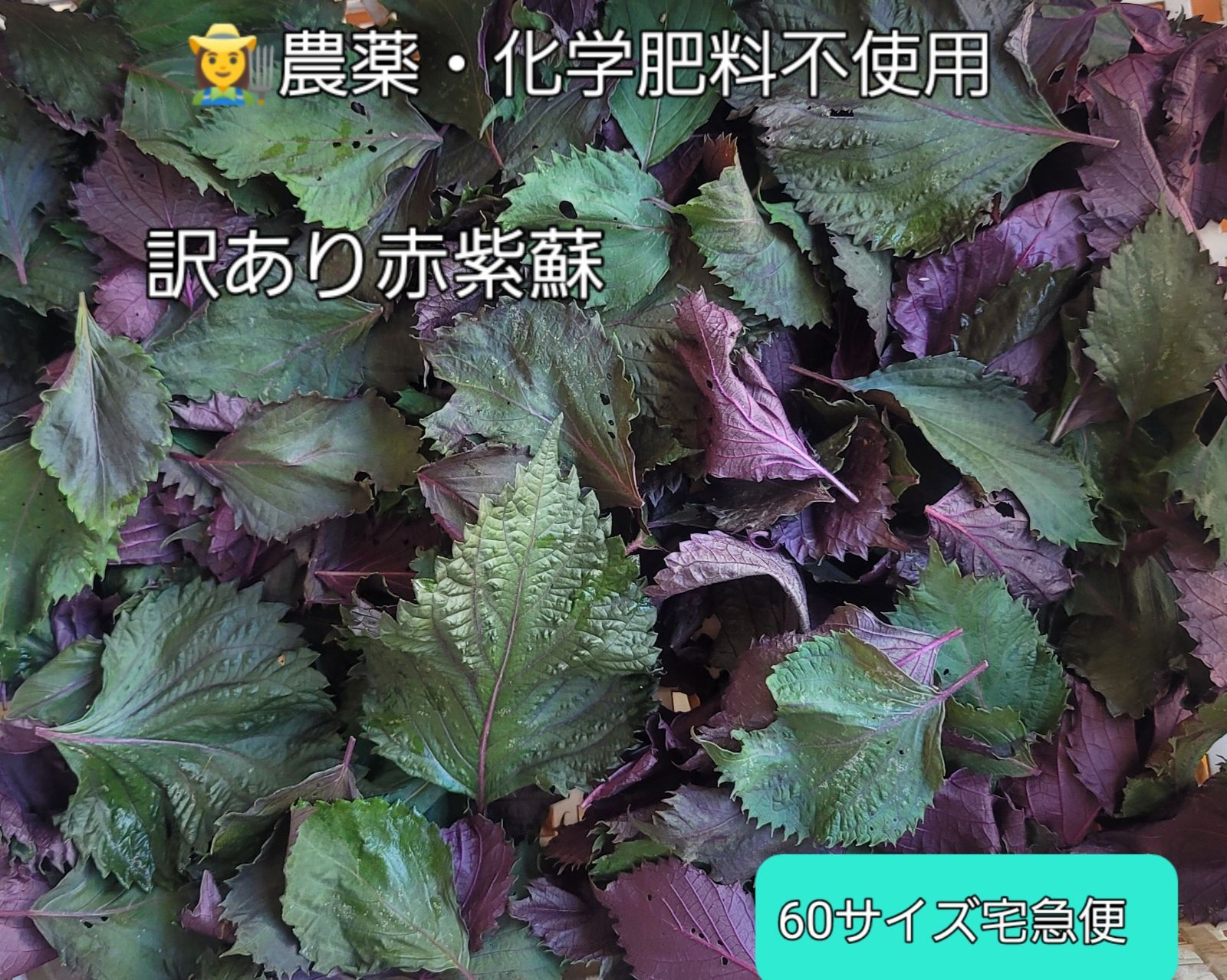 ①訳あり(表青&虫食い) 農薬・化学肥料不使用 赤紫蘇 60サイズ