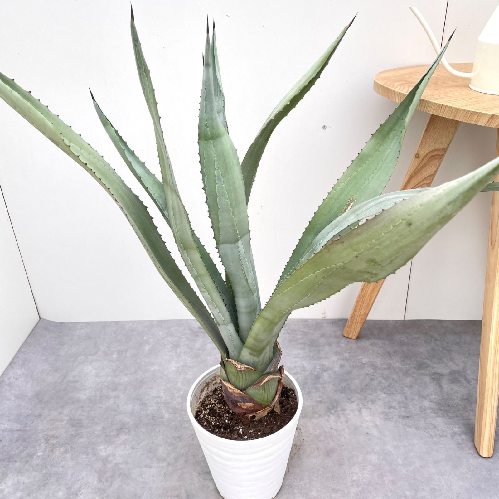 アガベ アメリカーナ【現品】観葉植物 ドライガーデン 大型 アガベ
