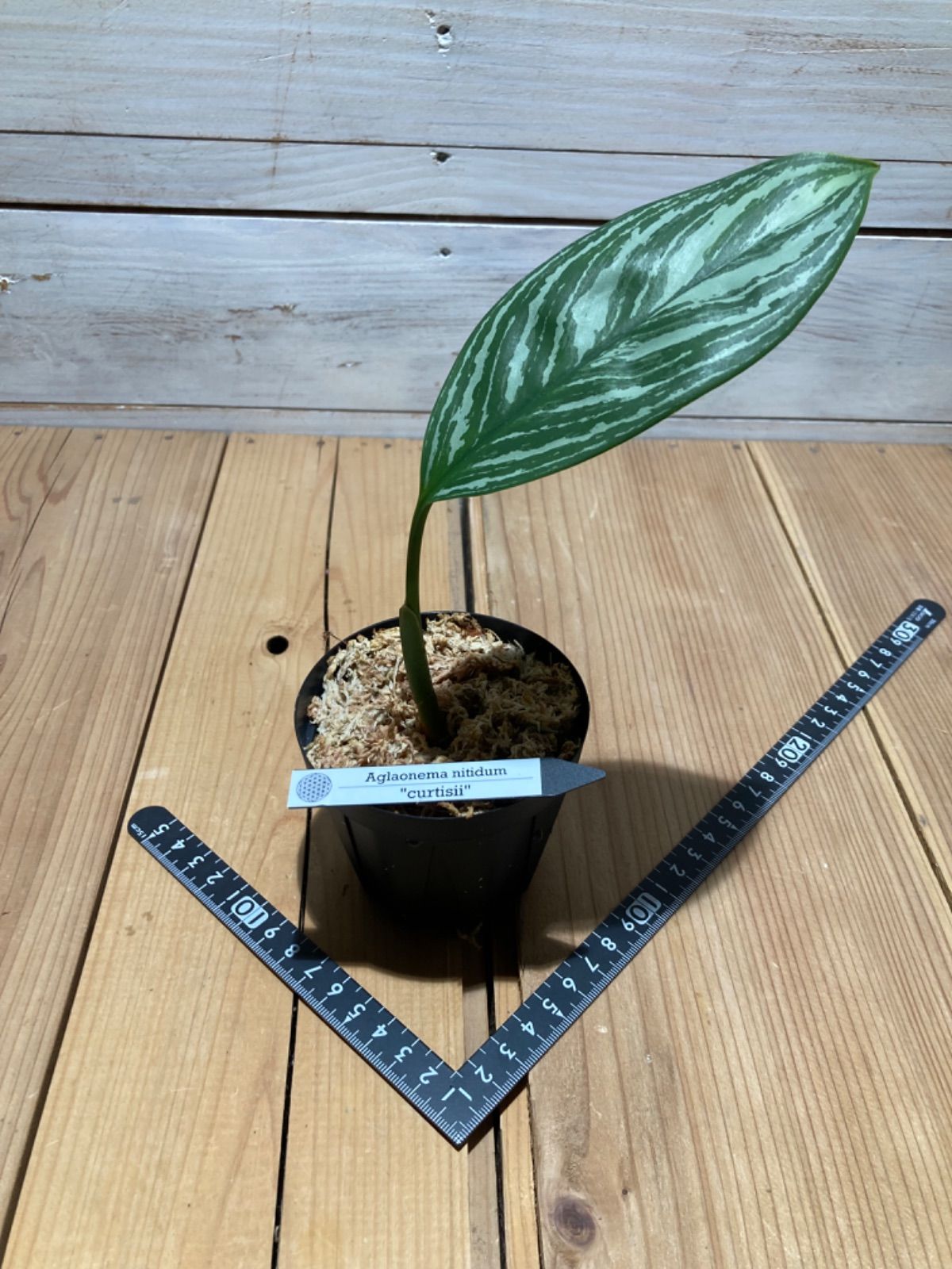 特選美株❗️純血統クローン株】 Aglaonema nitidum curtisii アグラオネマ ニティドゥム カーティシー 子株 - メルカリ