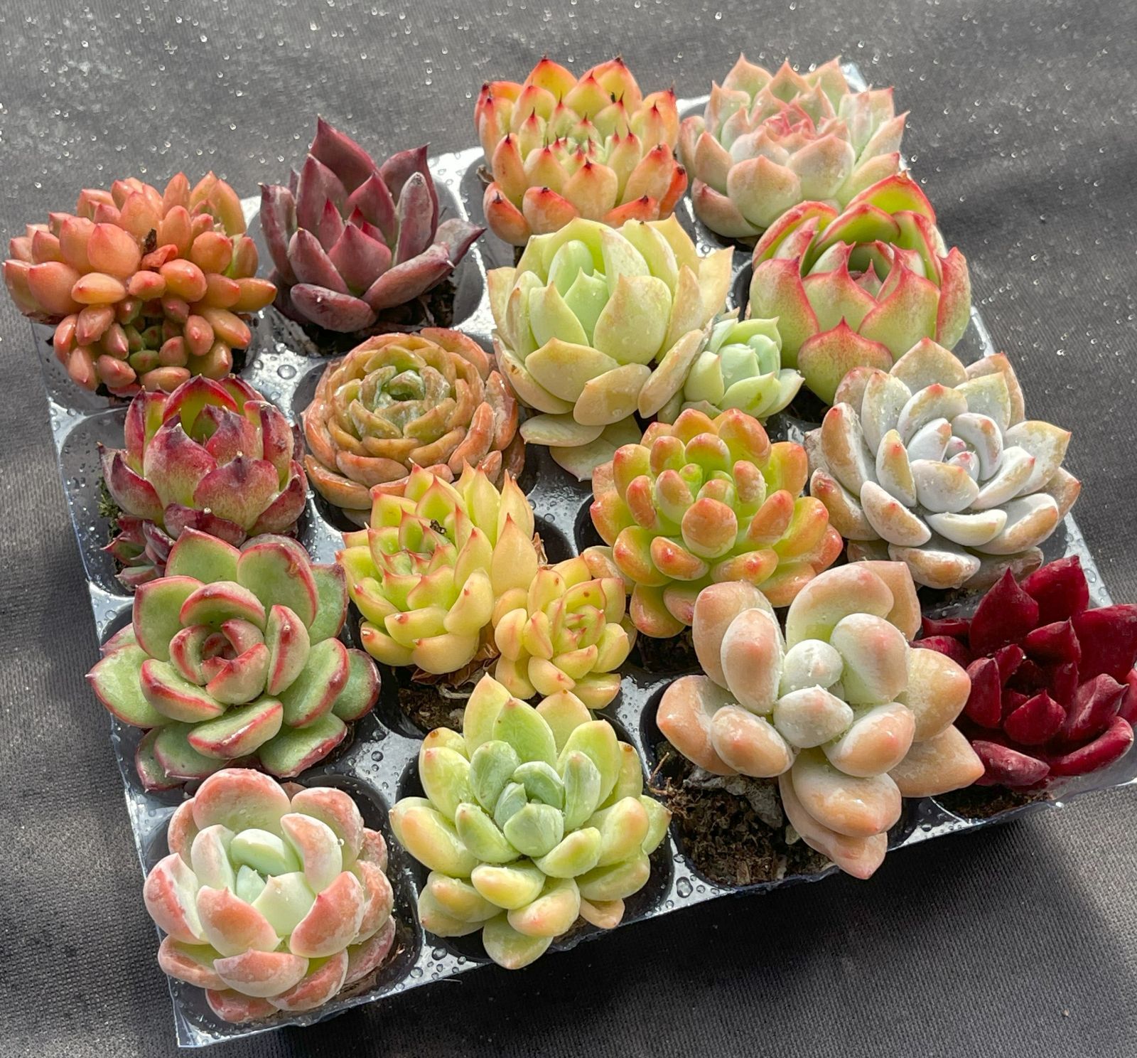 可愛い16苗セット エケベリア 土と根付きの苗 多肉植物 送料無料