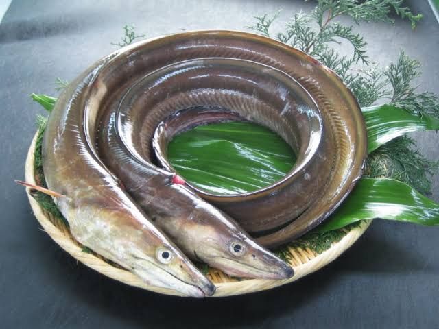 淡路島天然ハモ1キロ　2人〜4人前