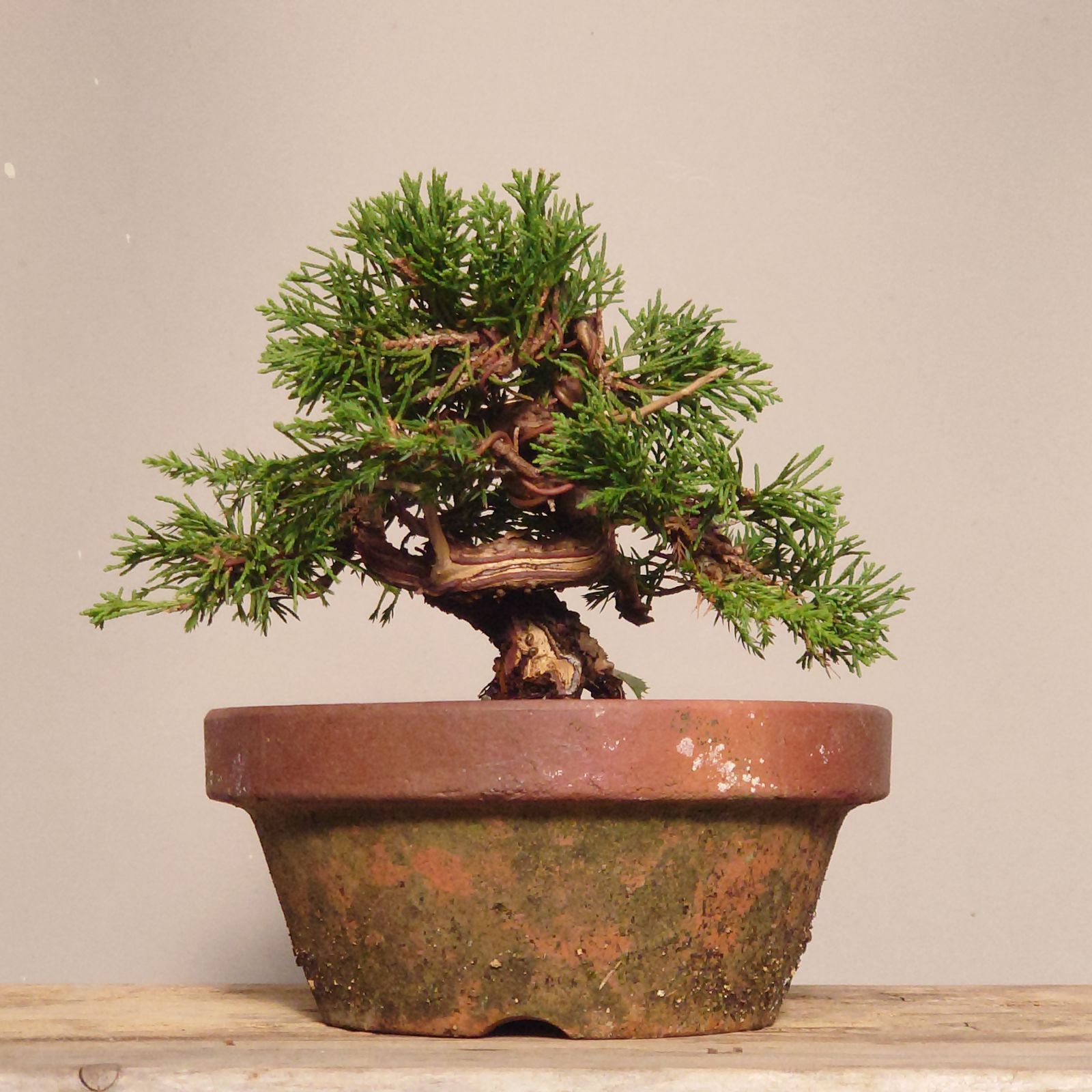 T*a様 [厳選❗️サービスオークション盆栽]真柏/小品：3 盆栽 真柏 素材3 T*a様 [厳選❗️サービスオークション盆栽]真柏/