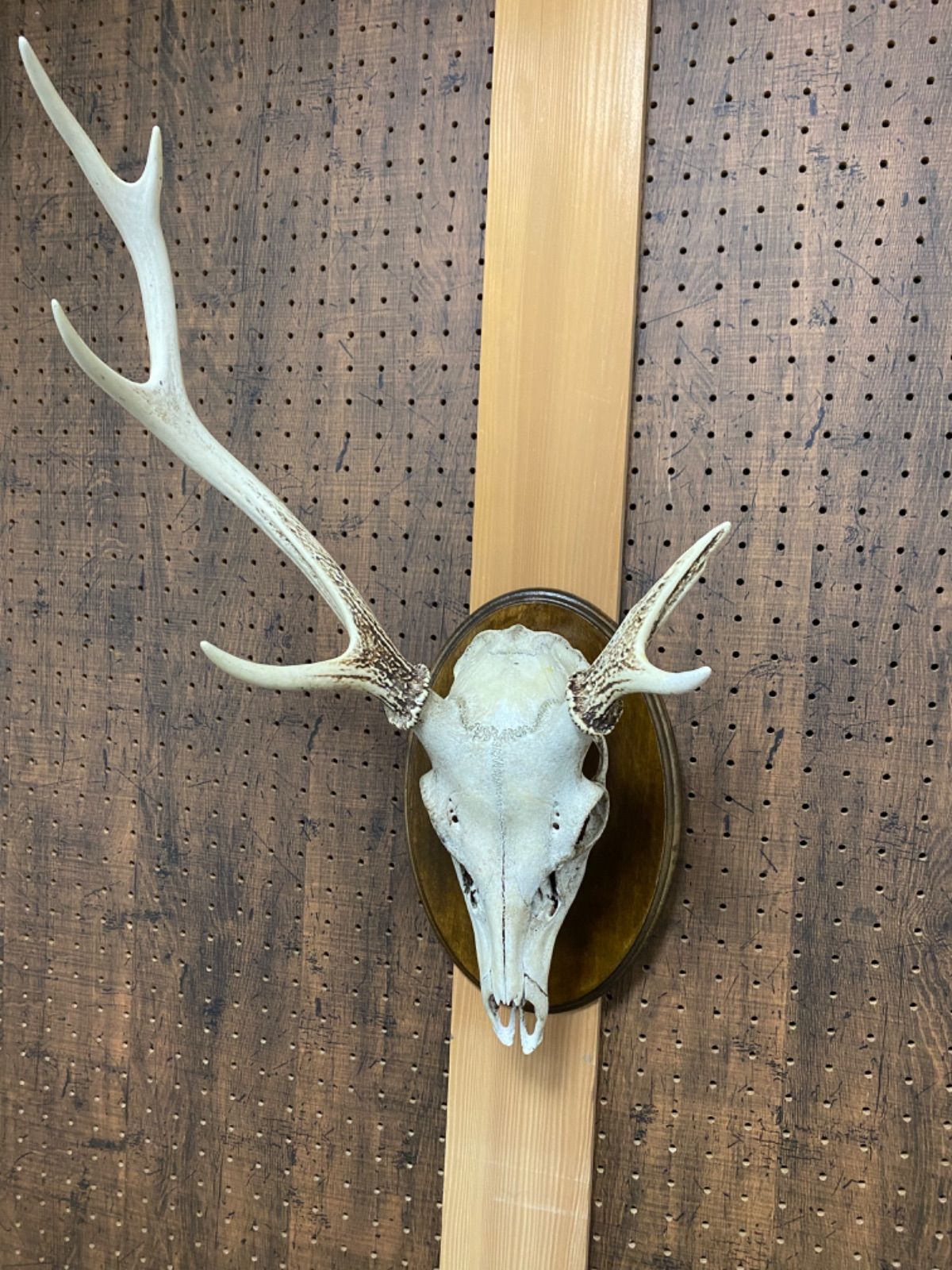 在庫有 ブッシュクラフト 鹿 スカルヘッド 鹿頭蓋骨 標本用品