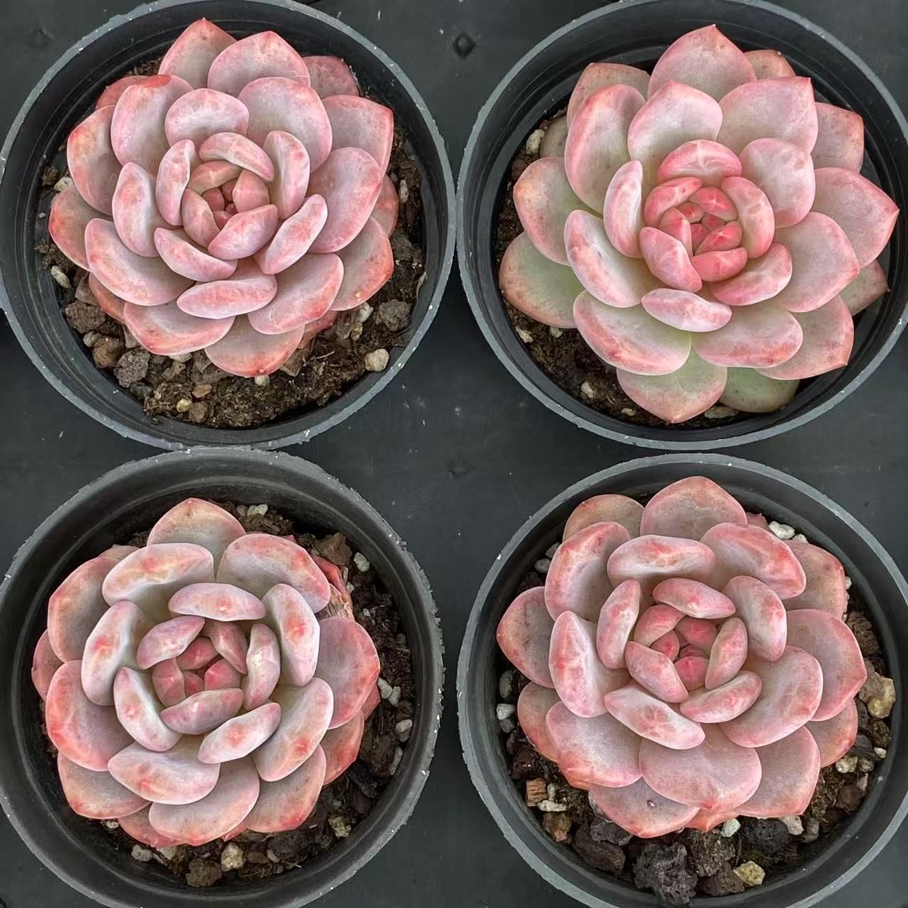 40株抜き苗セット】ピンクスノー 多肉植物 佐川急便発送 エケベリア