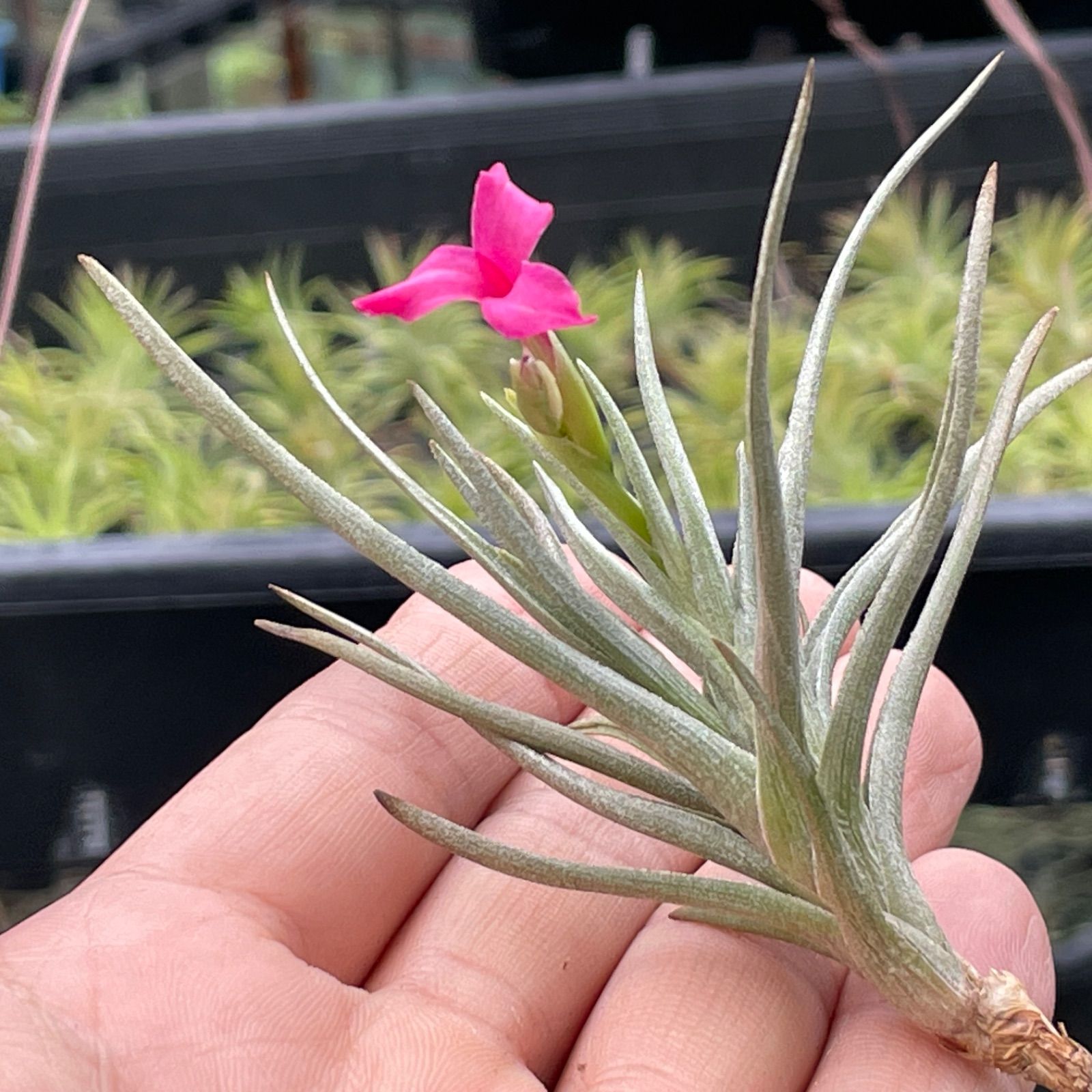 Tillandsia ロッテアエ Tillandsia lotteae チランジア ロッテアエ Tillandsia lotteae