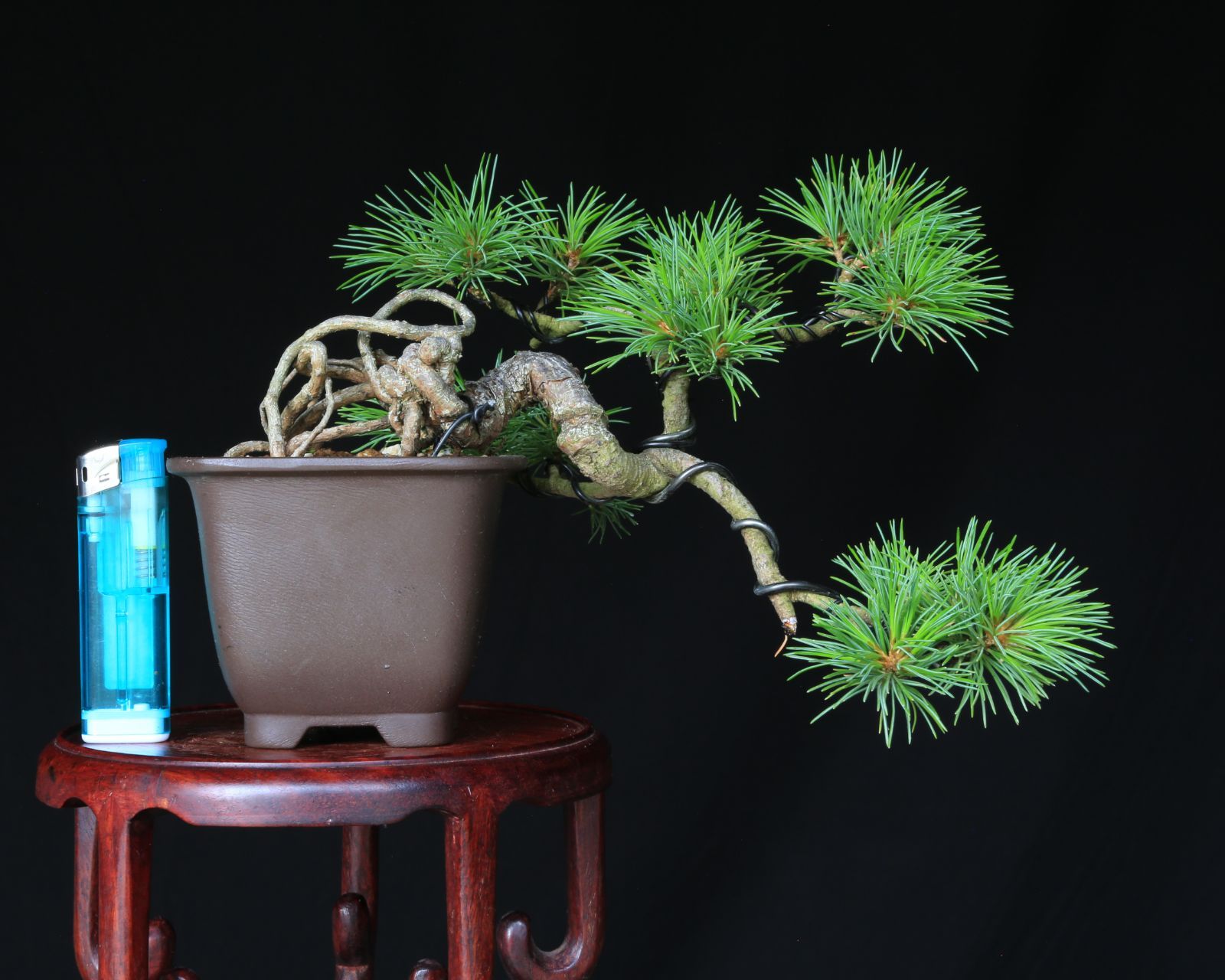 ◇【おすすめ♪小品盆栽 吾妻五葉松 大巓性(ダイテンショウ) 模様木