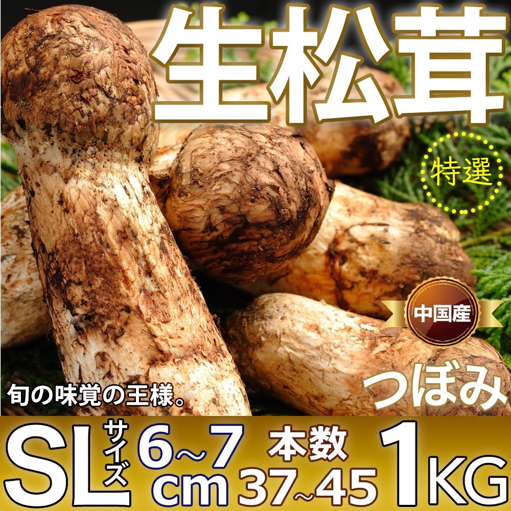 ツガ松茸 2