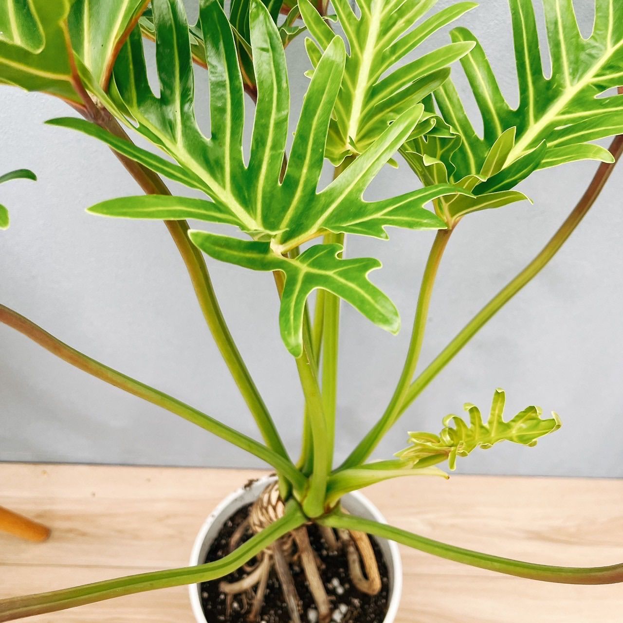 ト*シ様 ✨オークション形式です✨フィロデンドロン　クッカバラ　幹上がり　観葉植 フィロデンドロン：クッカバラ（幹上がり） 8号鉢植え24-01 の