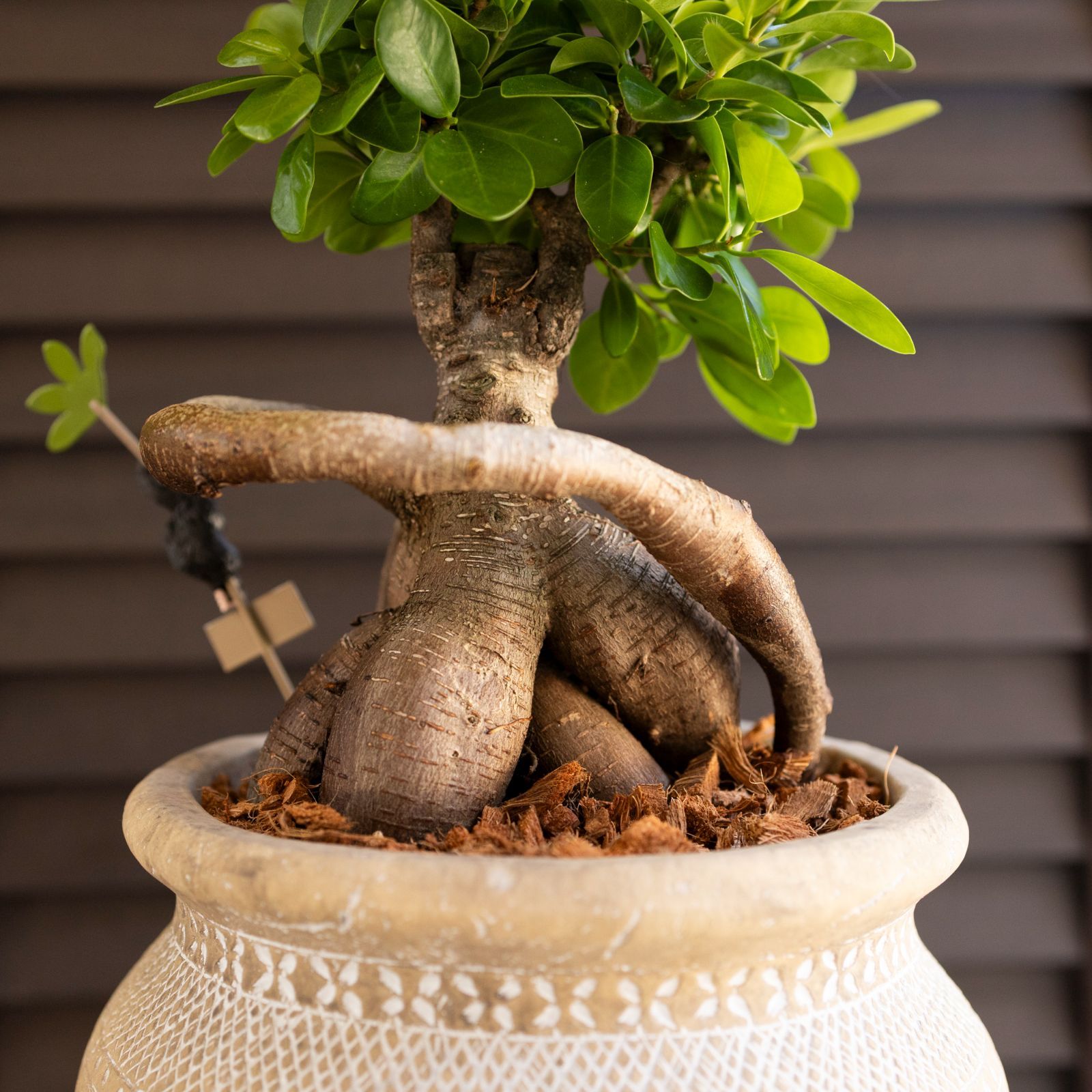 ガジュマルの木 7号 陶器鉢 ピック付 観葉植物 ガジュマル 多幸の木