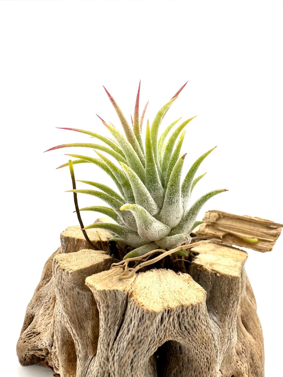 イオナンタ ファイヤーオブティンコ（T. ionantha Fire of Tinco 