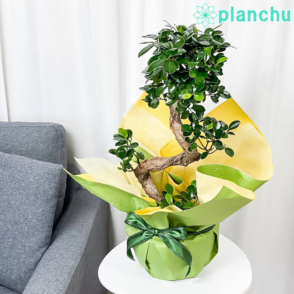 ④幸せのキジムナー人形 エンジェルドール 樹脂製 約15cm 人気作家 ①