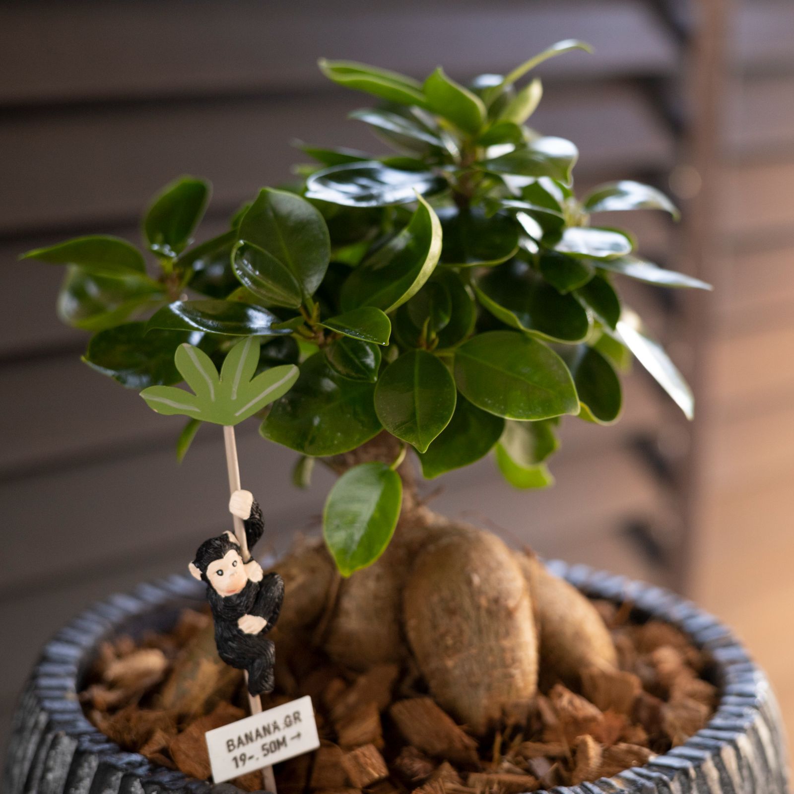 運気UP ガジュマルの木 7号 陶器鉢 ピック付 観葉植物