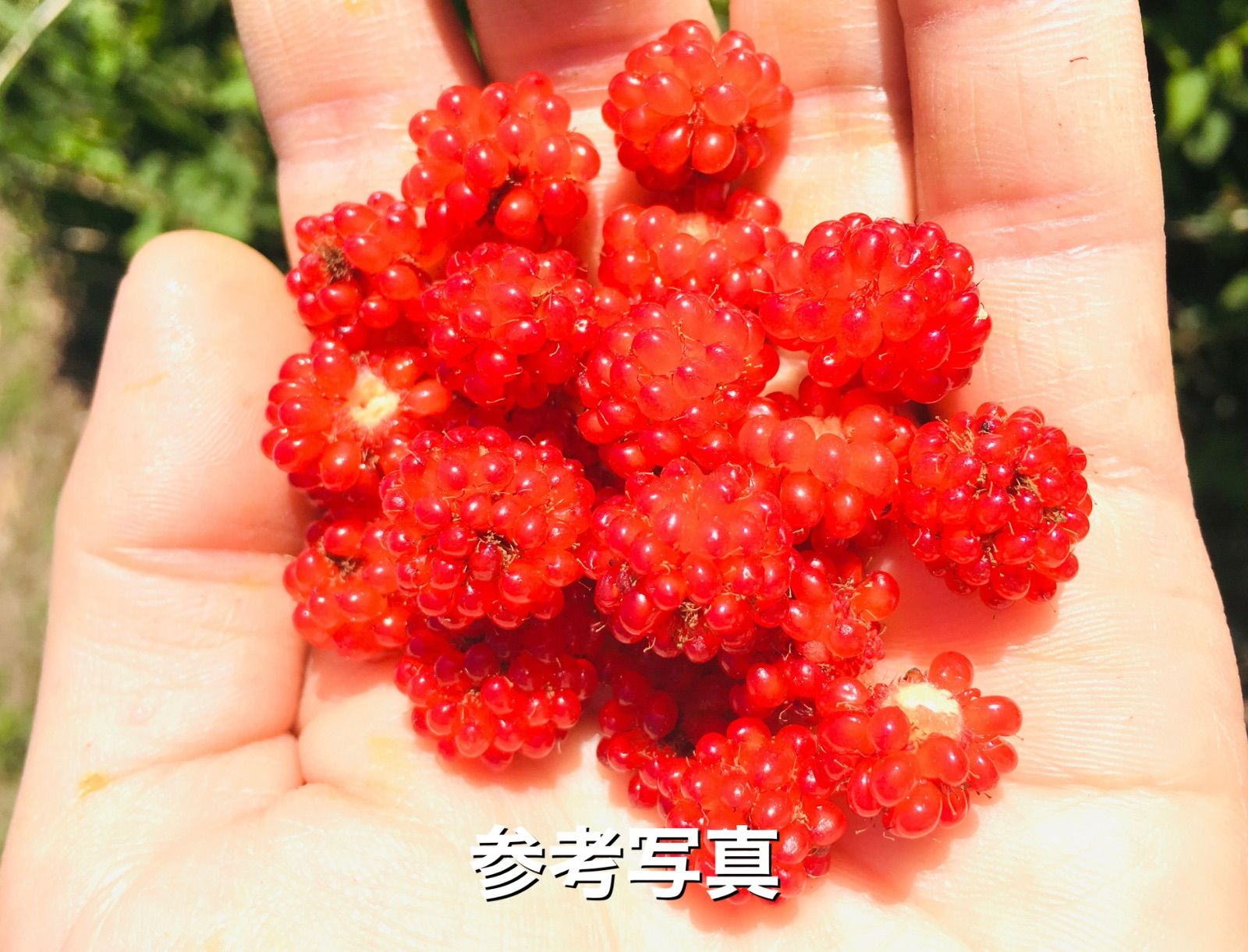 木苺苗　3株 楽天市場】木苺苗3種類セット ラズベリーセット : 母の日 花