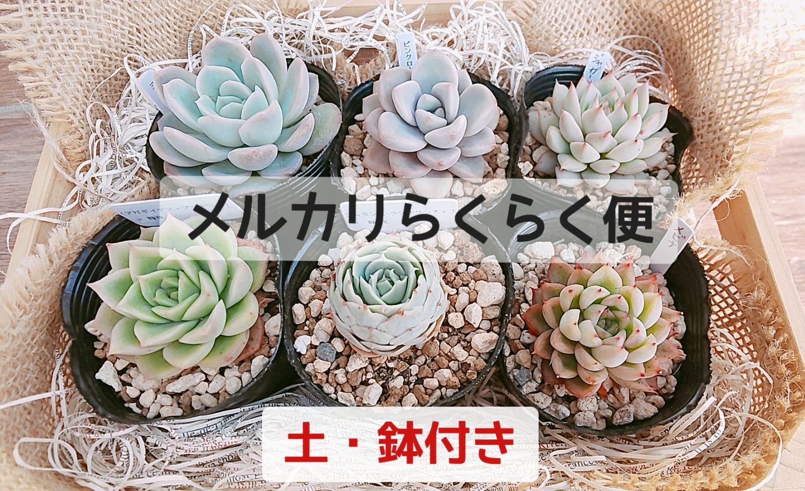 鉢·土付き]［メルカリらくらく便］ 🌵多肉植物 ６種セット （バラ売り