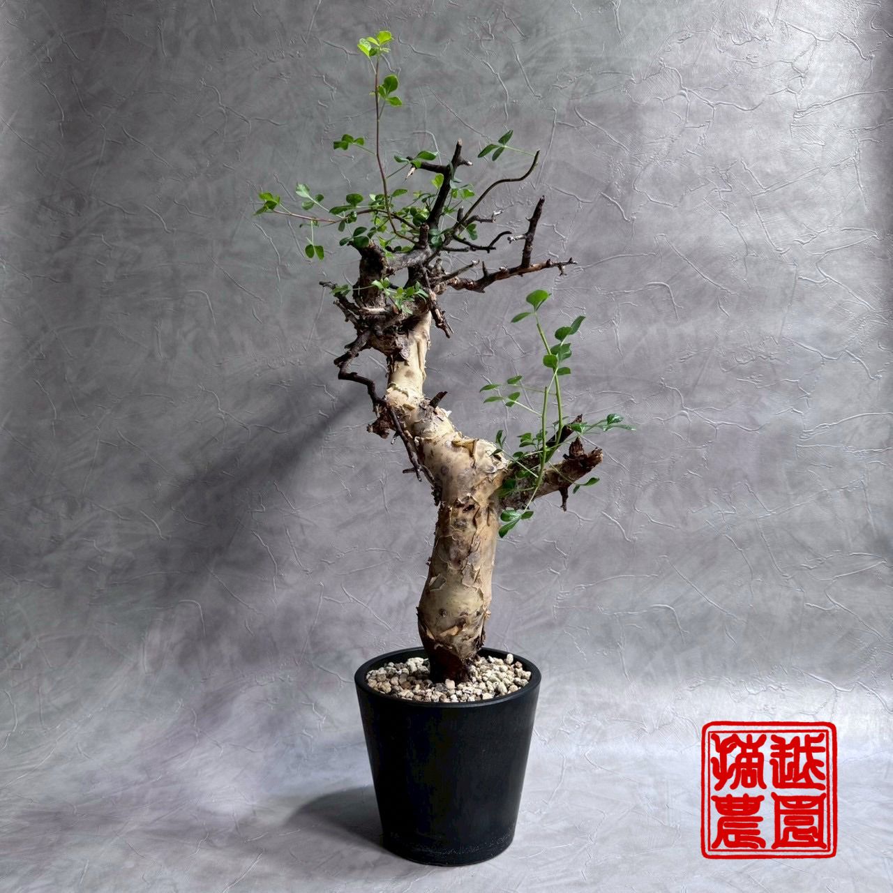 コミフォラ カタフ Commiphora var. コレクション株 ソマリア