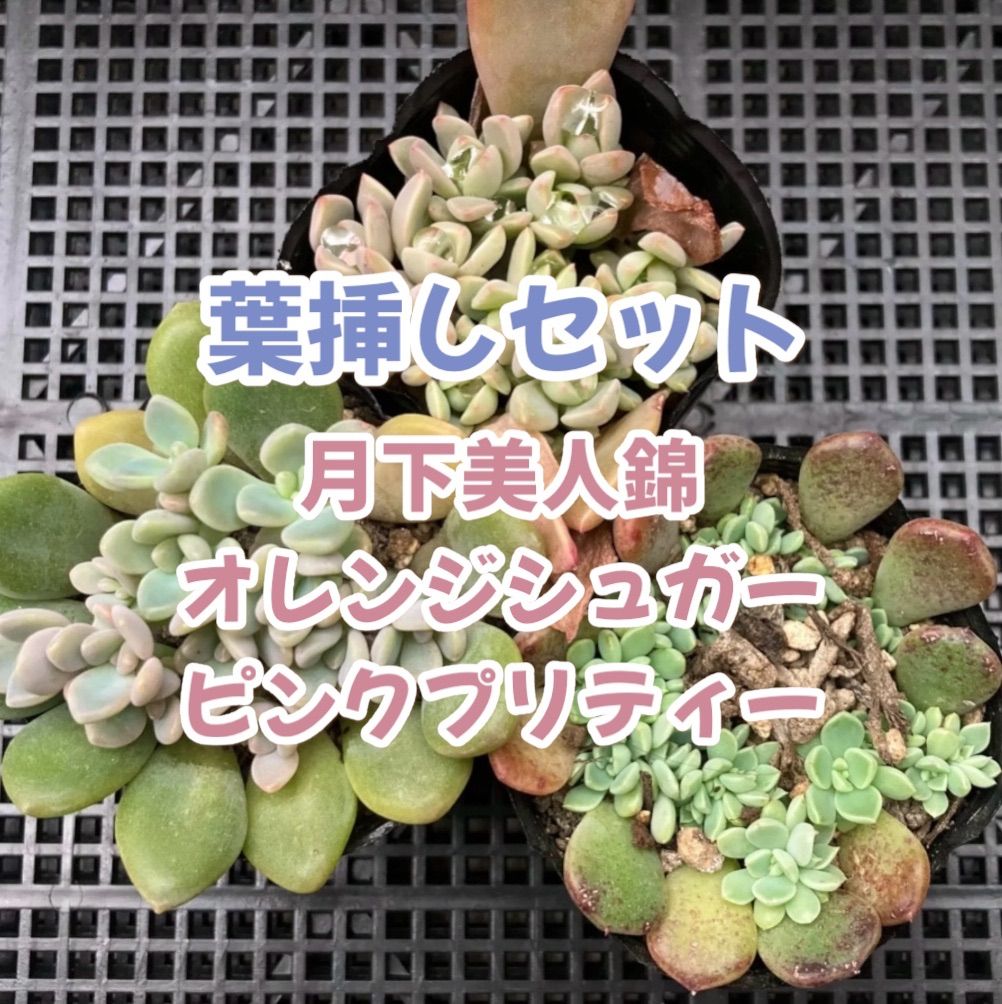 多肉植物 エケベリア 葉挿し 3鉢セット - メルカリ