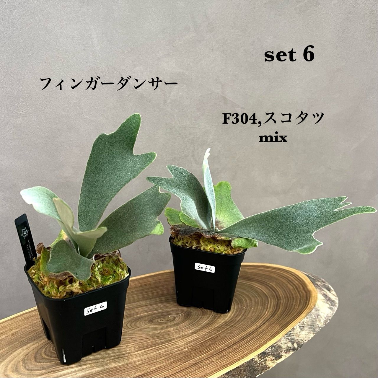 Madagascariense　胞子培養　2　ビカクシダ Madagascariense ビカクシダ 胞子培養