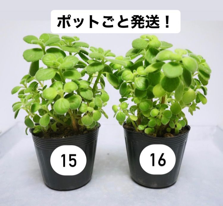 アロマティカス ポットごと発送！G　多肉植物/ハーブ