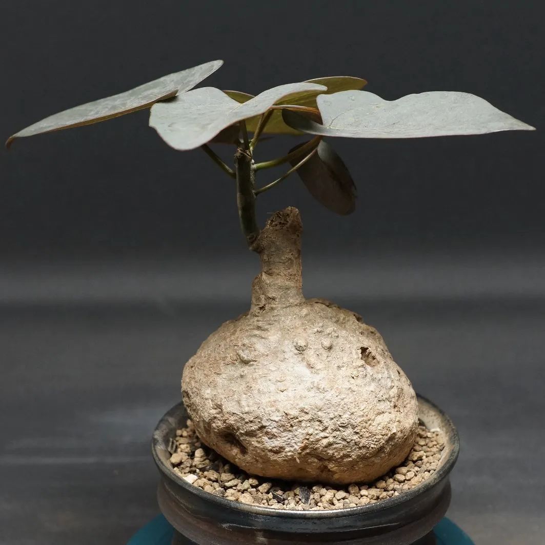 Adenia stylosa