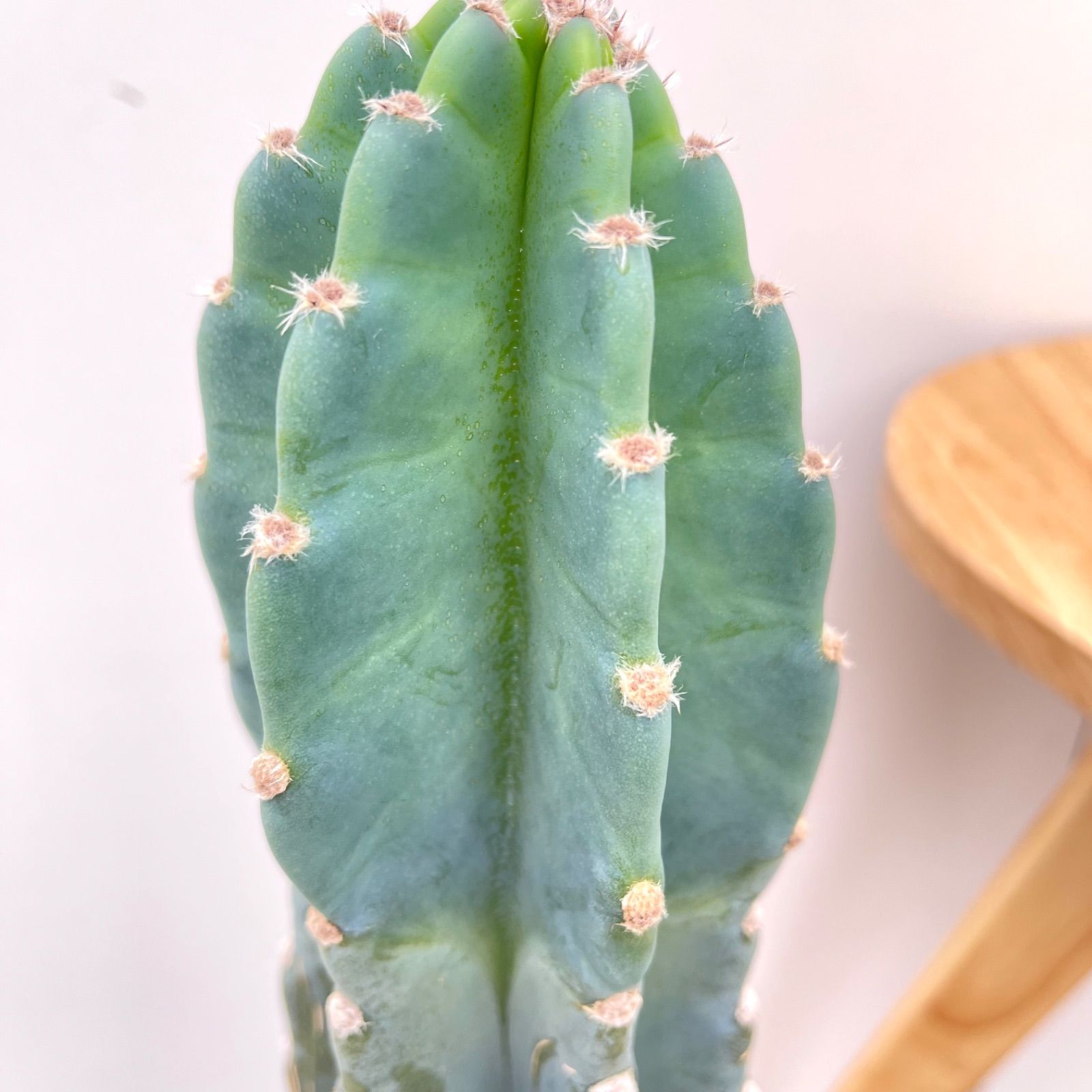 柱サボテン 鬼面角 ブランチ ドライガーデン カルフォルニアスタイル