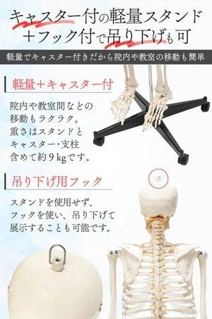 骨格模型 ガイコツ