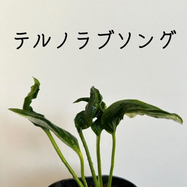 ポトス テルノ ラブソング 5号 8 - 植物/観葉植物