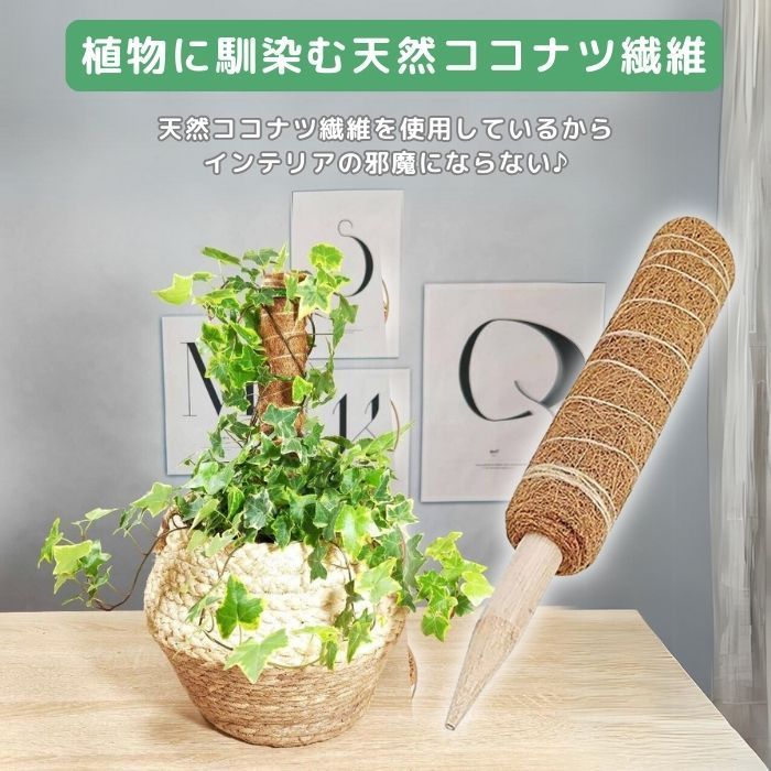 植物支柱 園芸支柱 ココナッツ支柱 Ａ級品 30cm 2本 天然 ココナッツ 