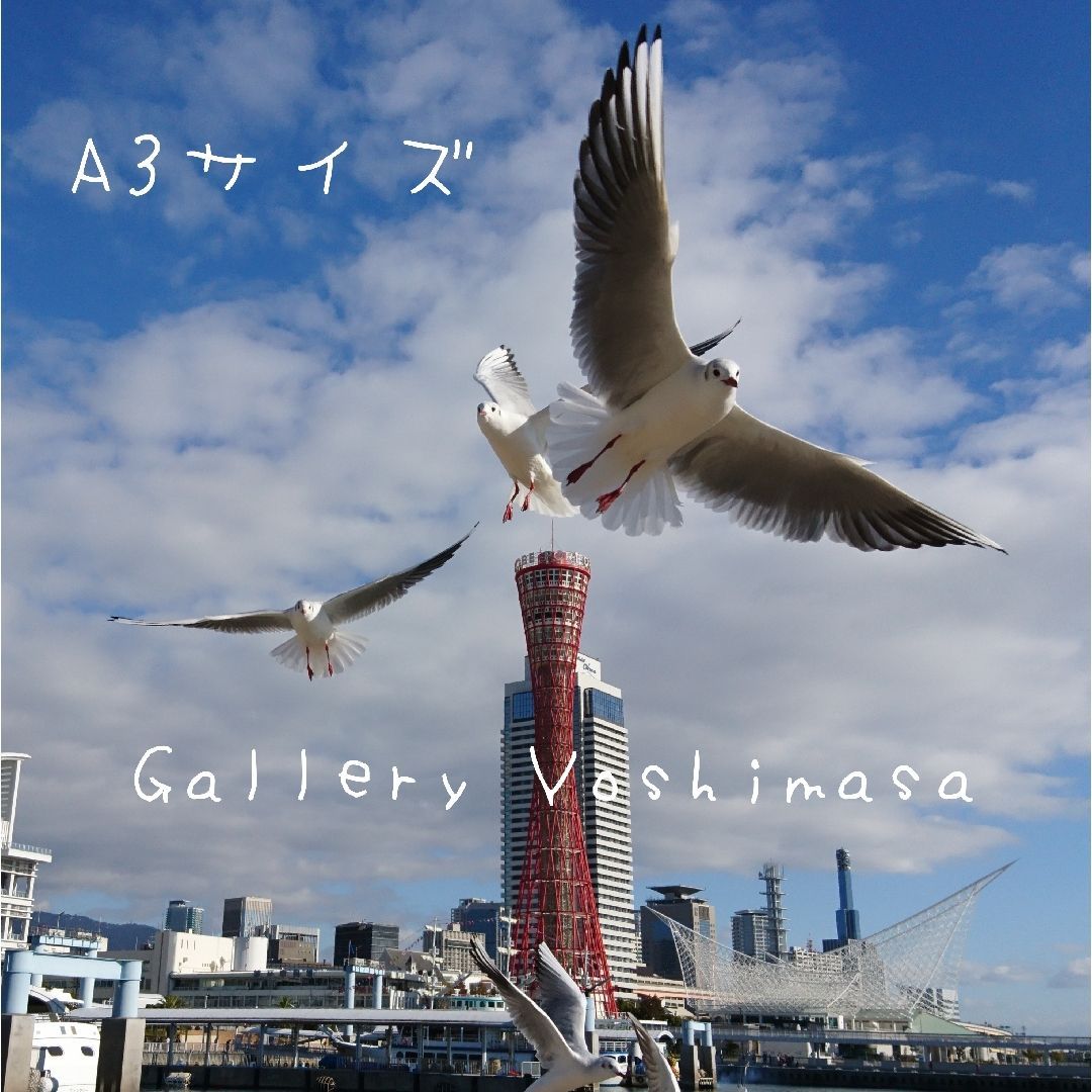 ユリカモメ」 見通し みなと神戸に咲く華 写真のみ