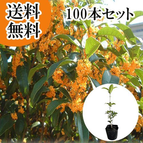 100本セット キンモクセイ樹高0.3m前後10.5cmポット