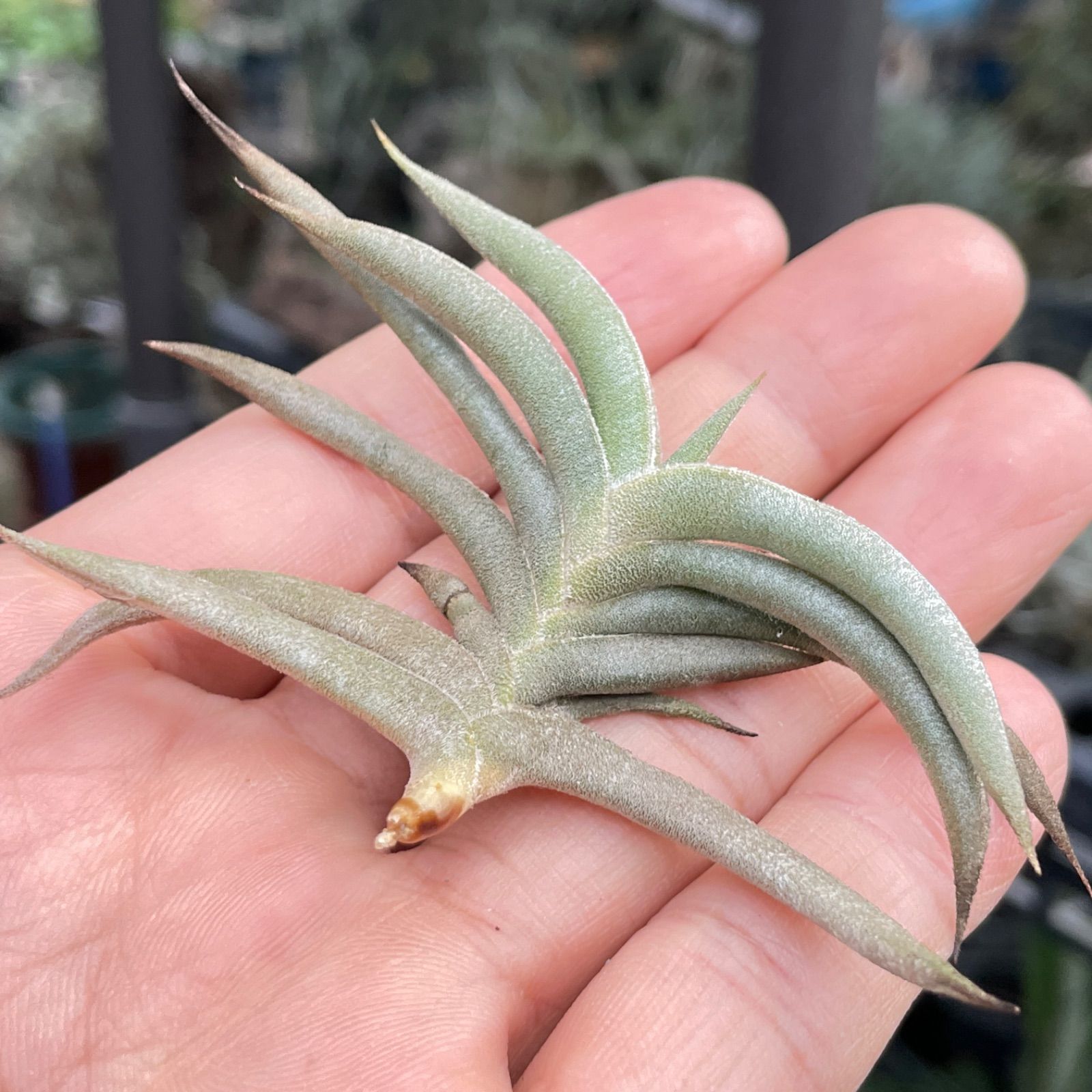 Tillandsia ギリエシー② Tillandsia gilliesii ssp. Polysticha チランジア ギリエシー