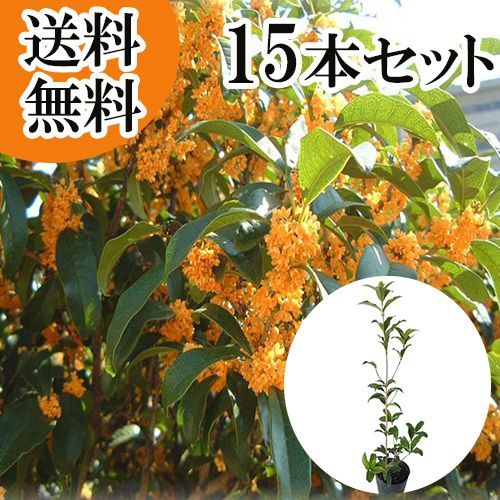 【15本セット】キンモクセイ樹高0.6m前後15cmポット